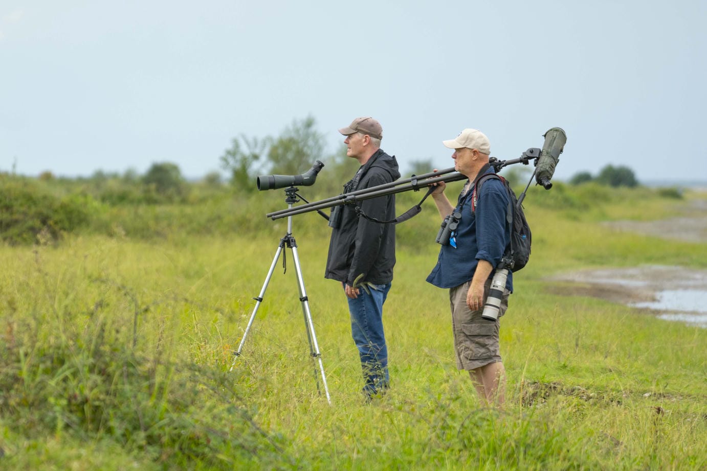 Batumibirdfest