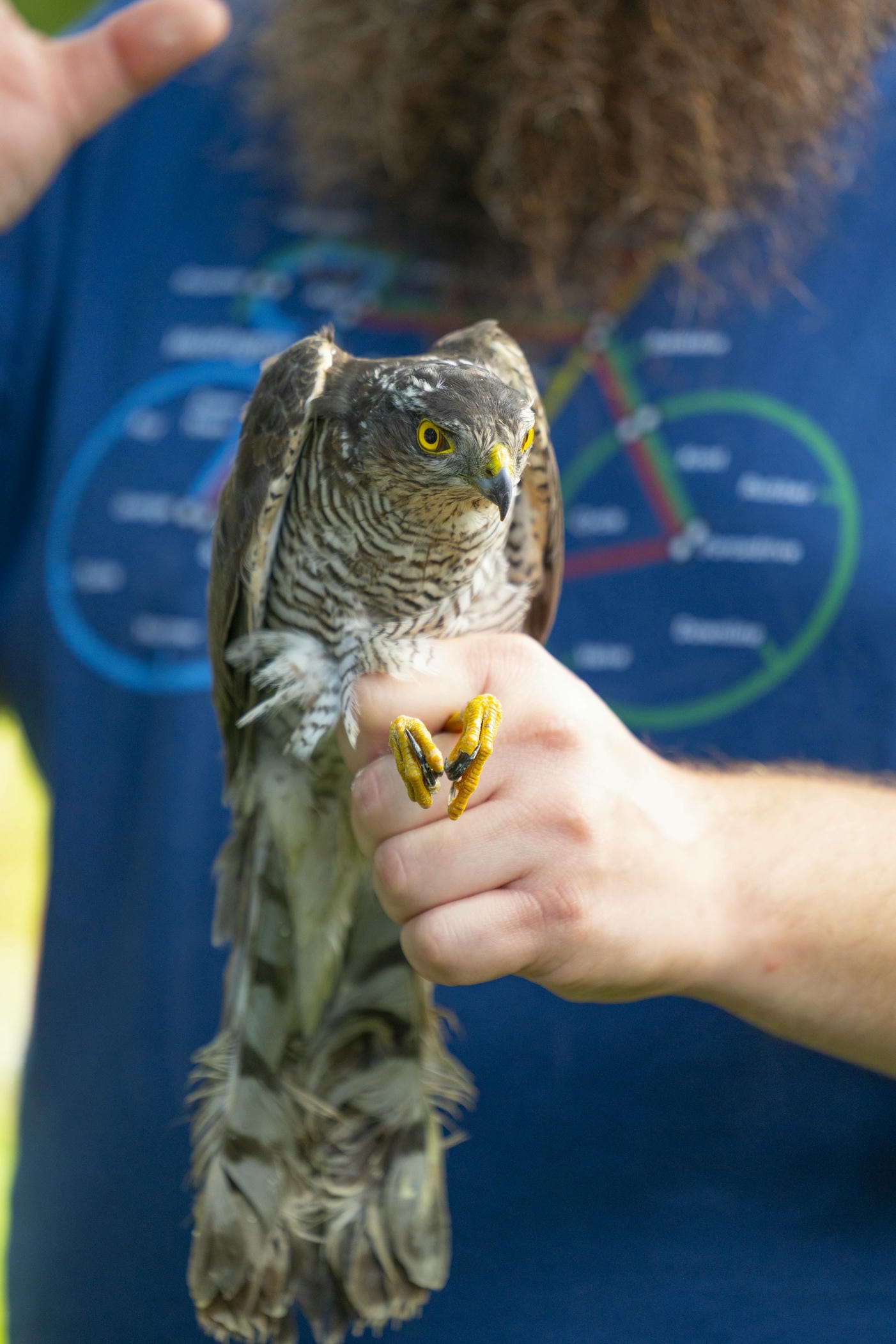 Batumibirdfest